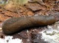 Limax&nbsp;montanus